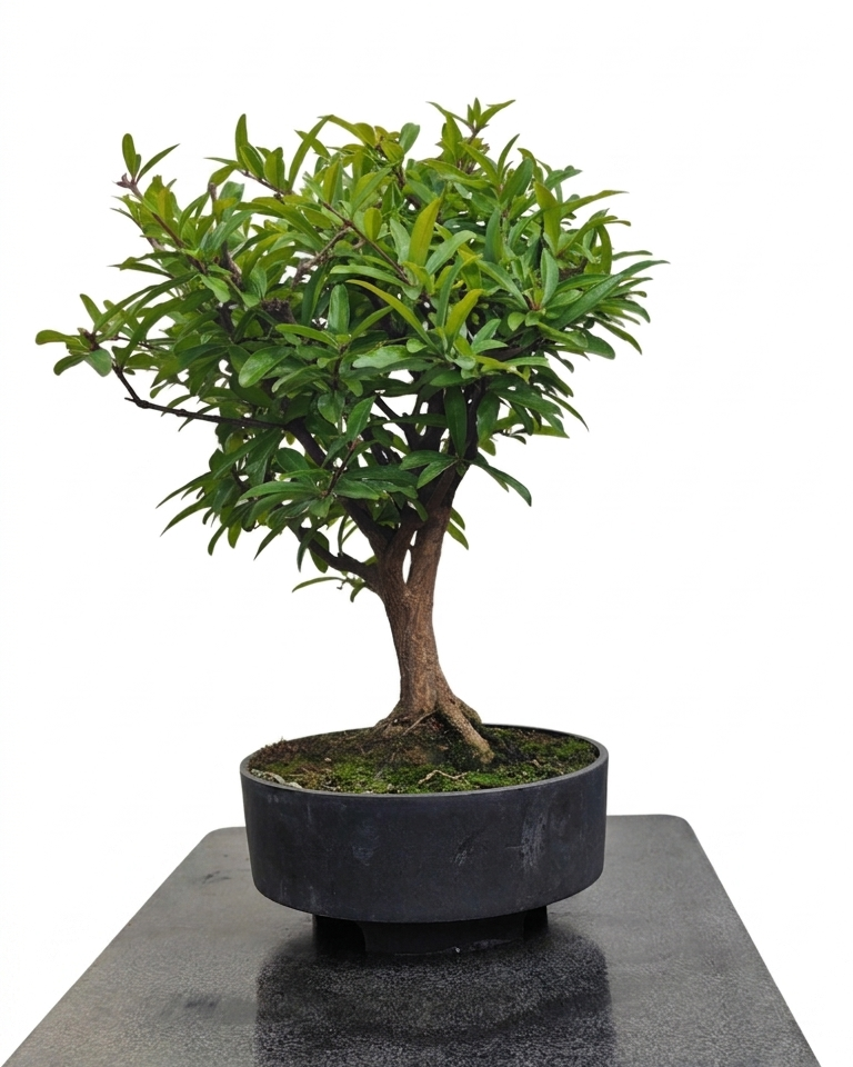 Punica granatum