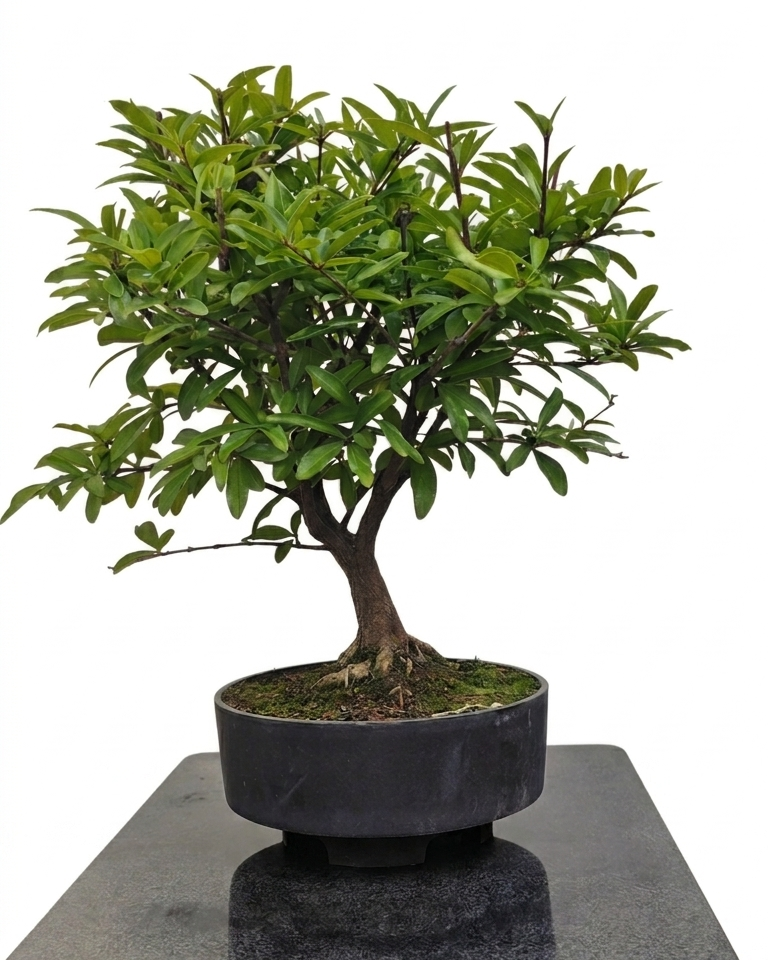 Punica granatum