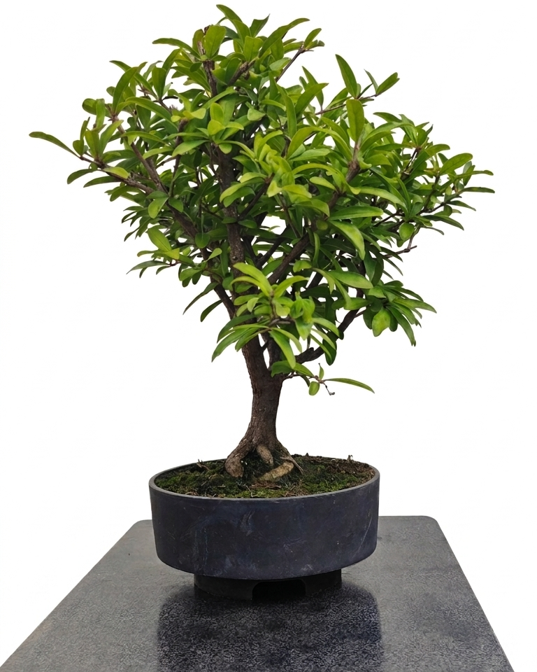 Punica granatum