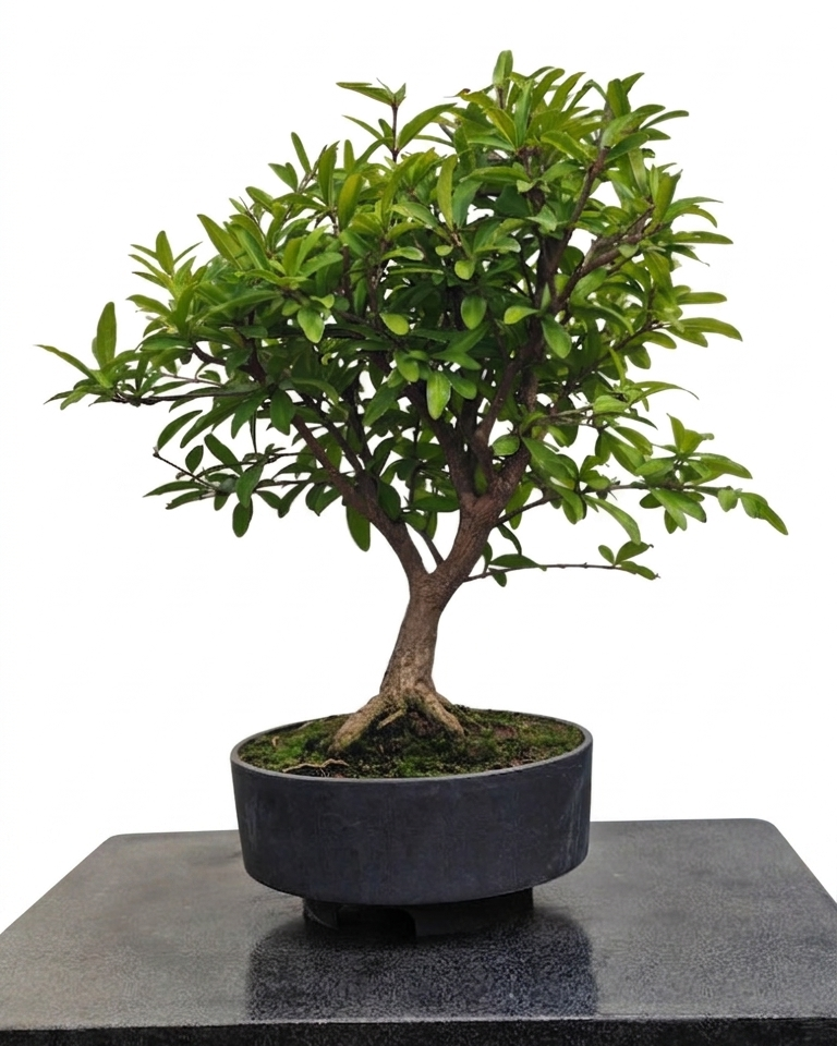 Punica granatum