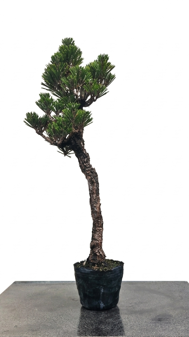 Pinus thunbergii var. Kotobuki