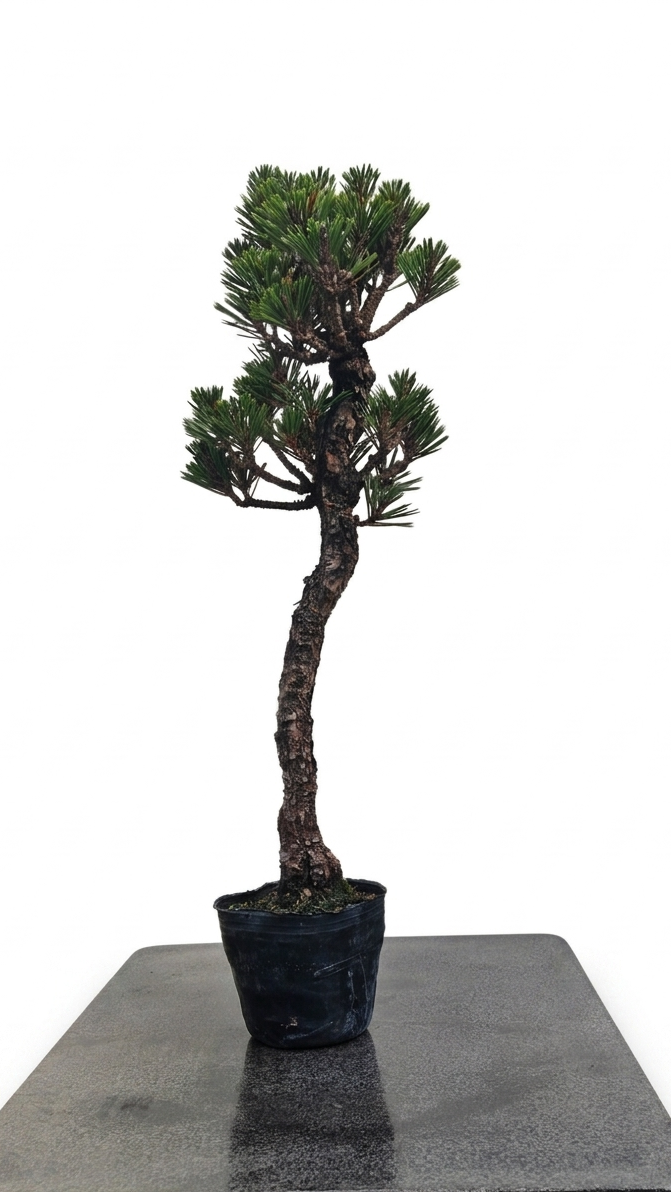 Pinus thunbergii var. Kotobuki