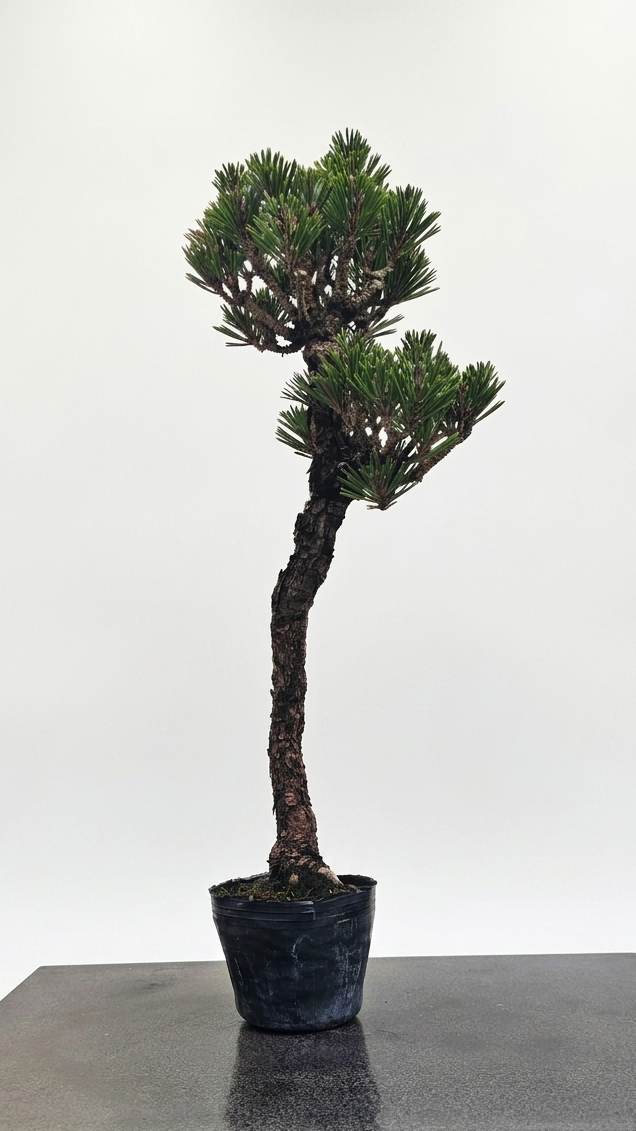 Pinus thunbergii var. Kotobuki