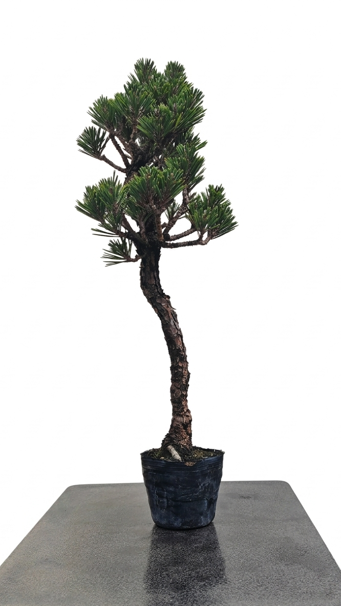 Pinus thunbergii var. Kotobuki