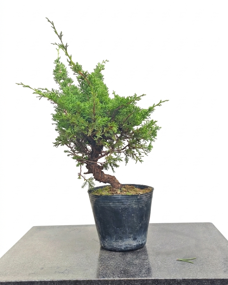 Juniperus chinensis var. Itoigawa