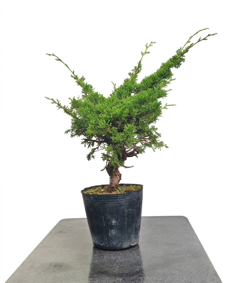 Juniperus chinensis var. Itoigawa