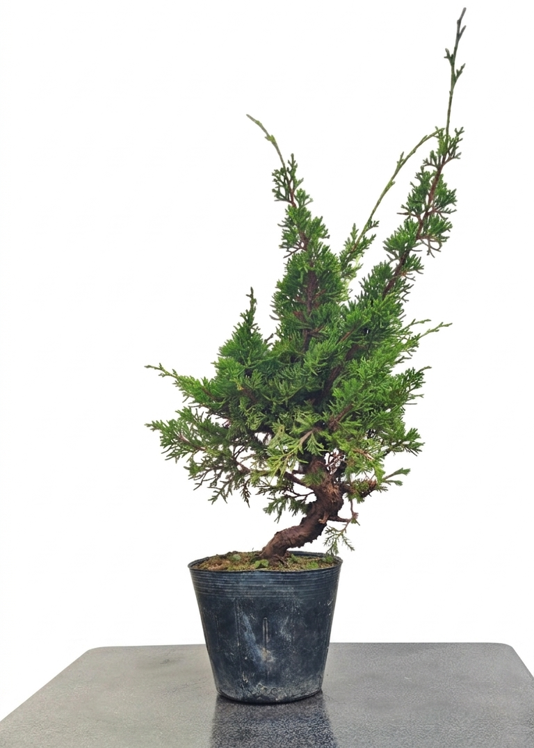 Juniperus chinensis var. Itoigawa