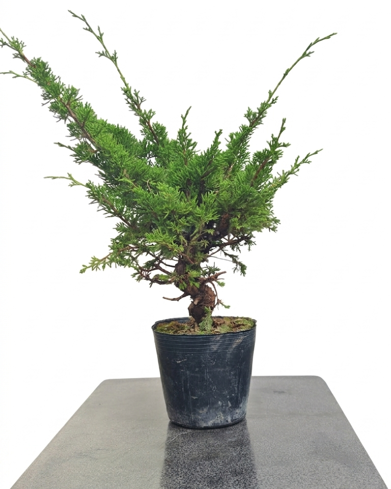Juniperus chinensis var. Itoigawa