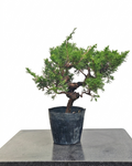 Juniperus chinensis var. Itoigawa