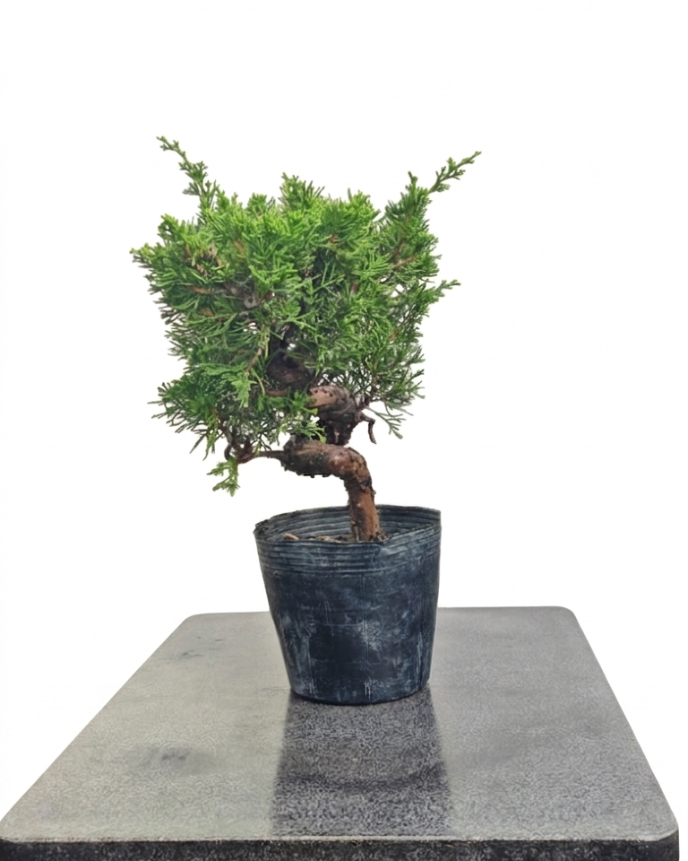 Juniperus chinensis var. Itoigawa