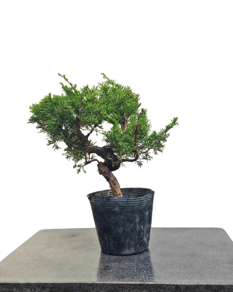 Juniperus chinensis var. Itoigawa