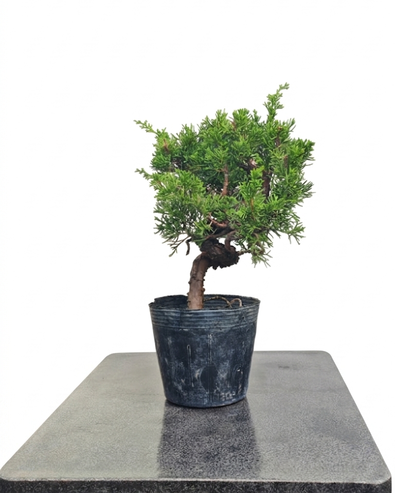 Juniperus chinensis var. Itoigawa