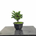 Chamaecyparis obtusa var. sekka