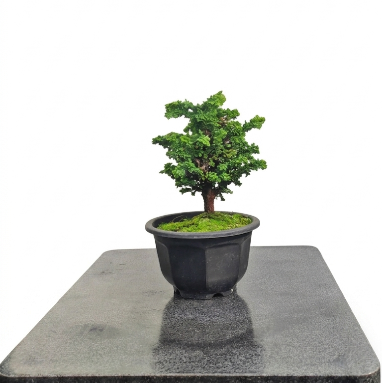 Chamaecyparis obtusa var. sekka