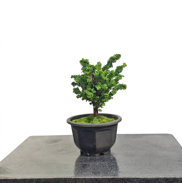 Chamaecyparis obtusa var. sekka
