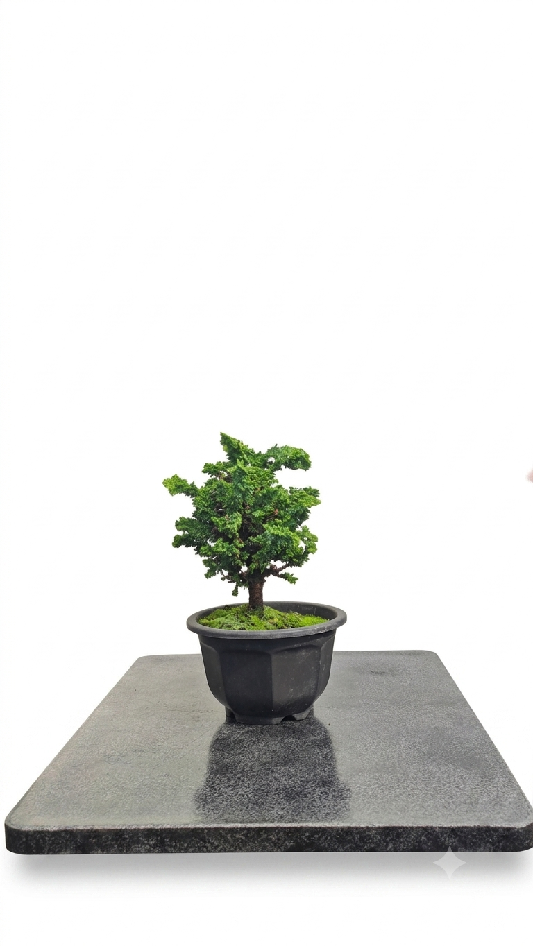 Chamaecyparis obtusa var. sekka