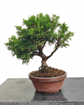 Juniperus chinensis var. itoigawa