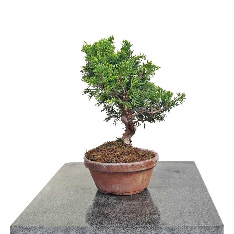 Juniperus chinensis var. itoigawa