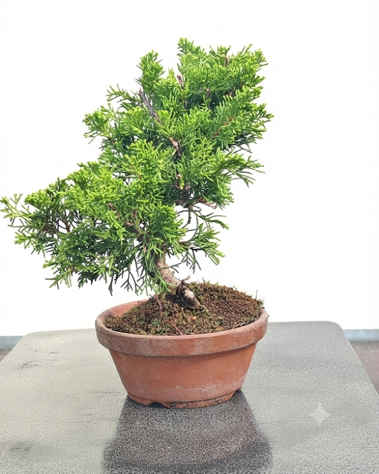 Juniperus chinensis var. itoigawa