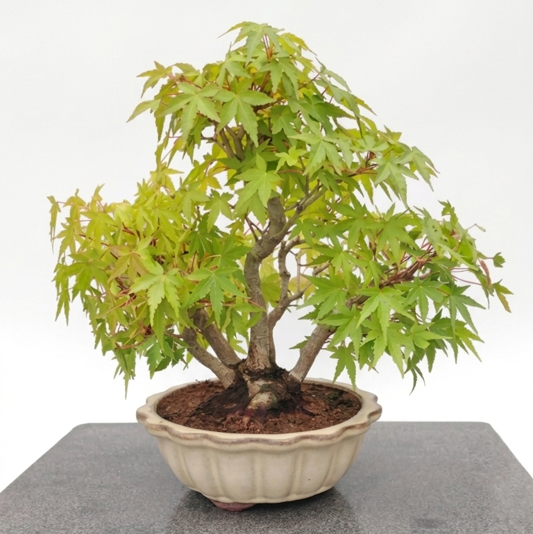 Acer palmatum