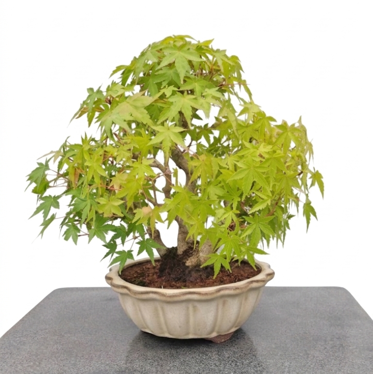 Acer palmatum