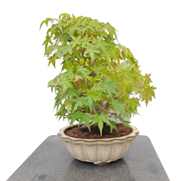 Acer palmatum