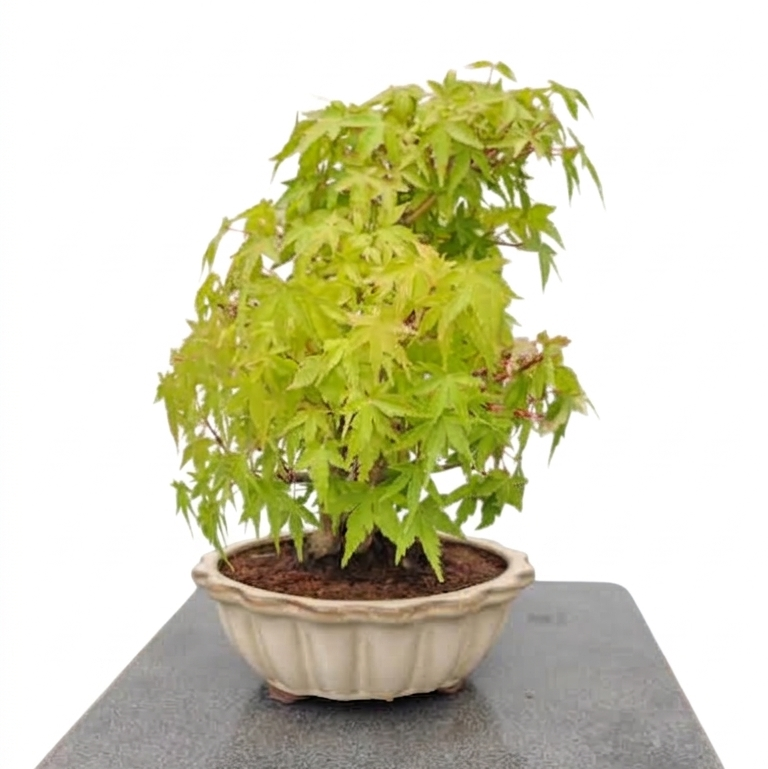 Acer palmatum