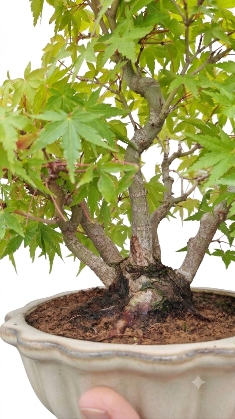 Acer palmatum