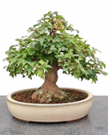 Acer buergerianum