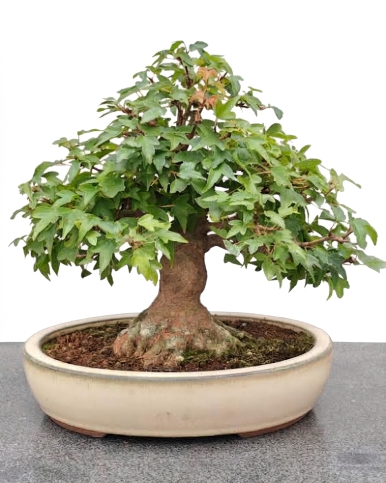 Acer buergerianum