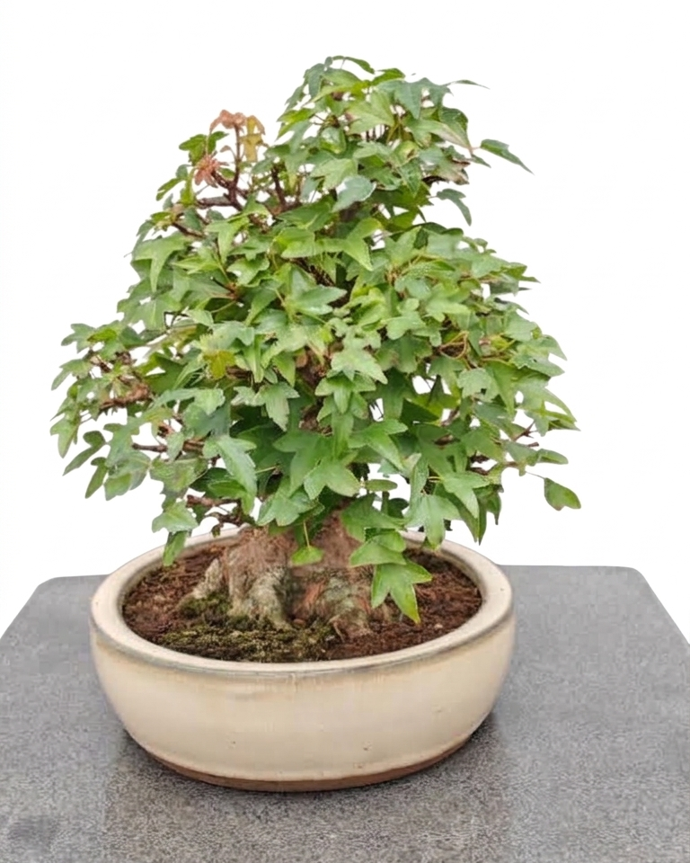 Acer buergerianum