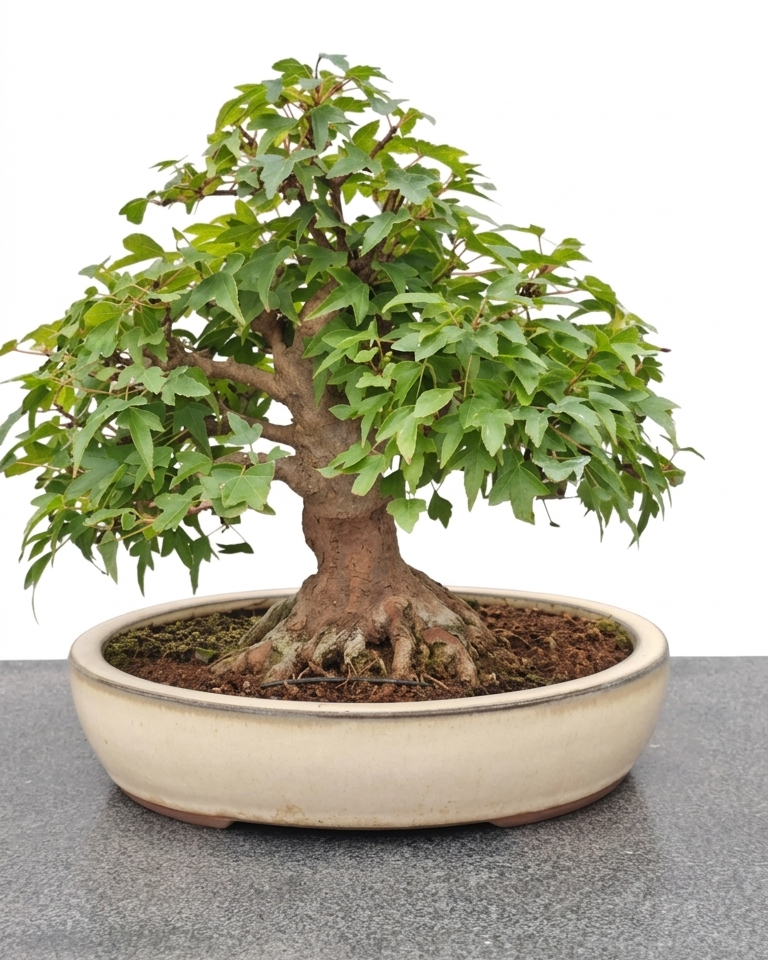 Acer buergerianum