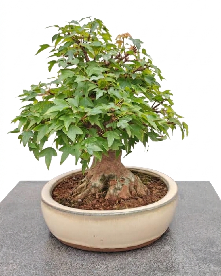 Acer buergerianum