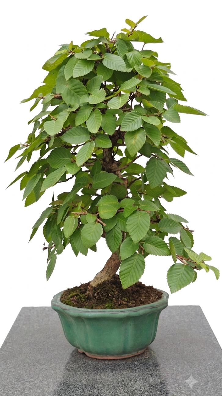 Carpinus turczaninovii