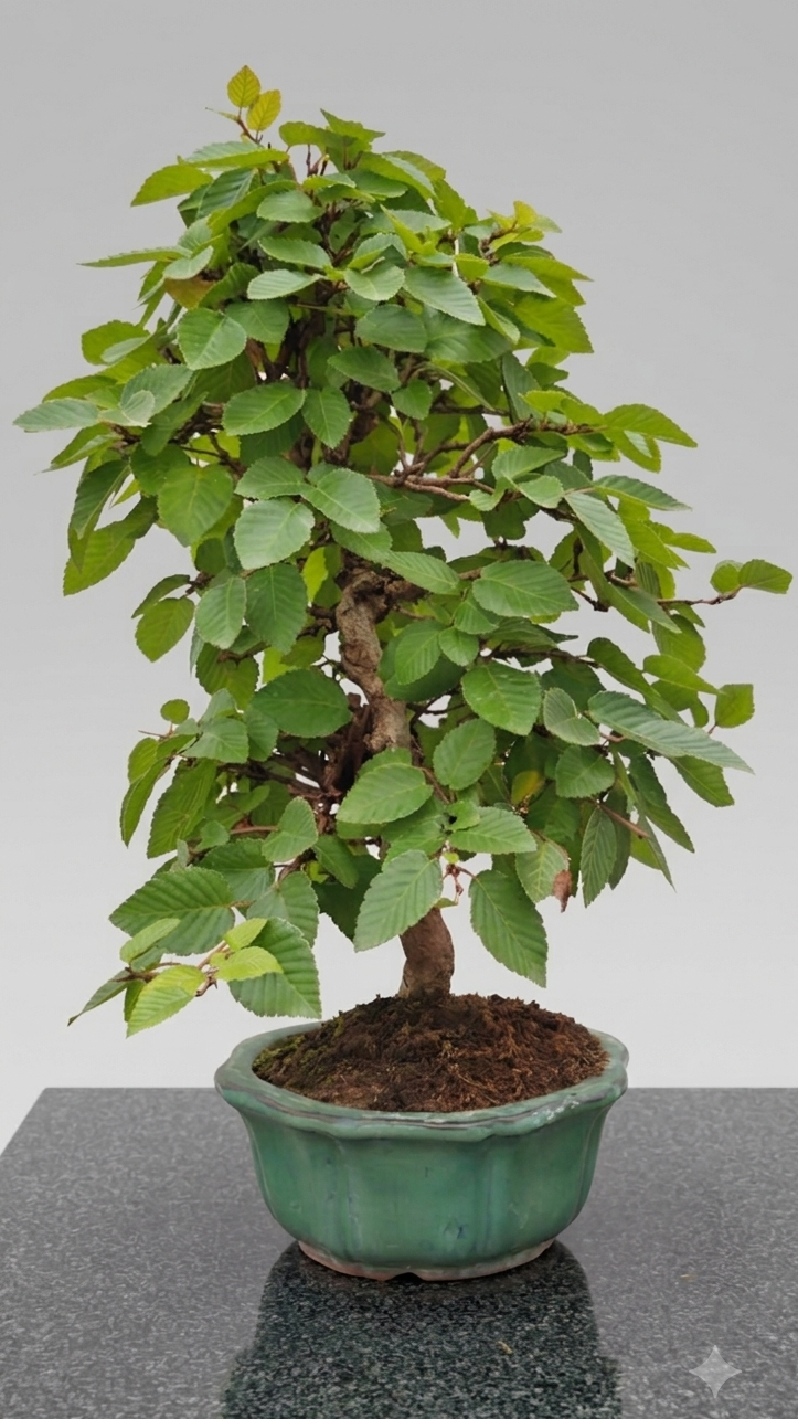 Carpinus turczaninovii