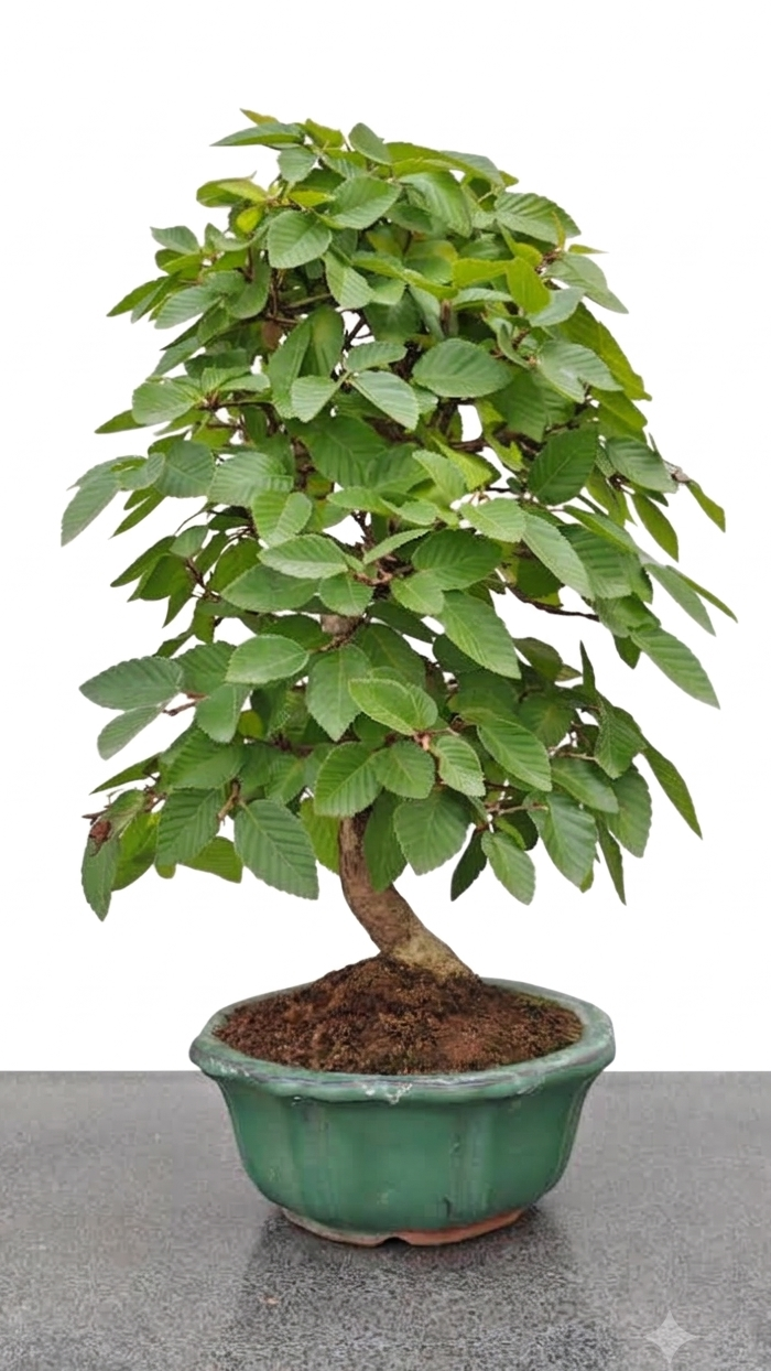 Carpinus turczaninovii