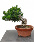Gardenia jasminoides