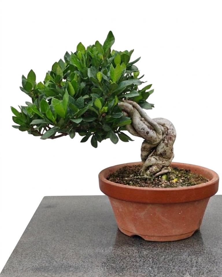 Gardenia jasminoides