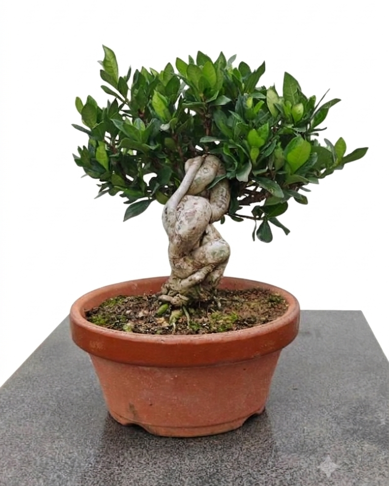 Gardenia jasminoides