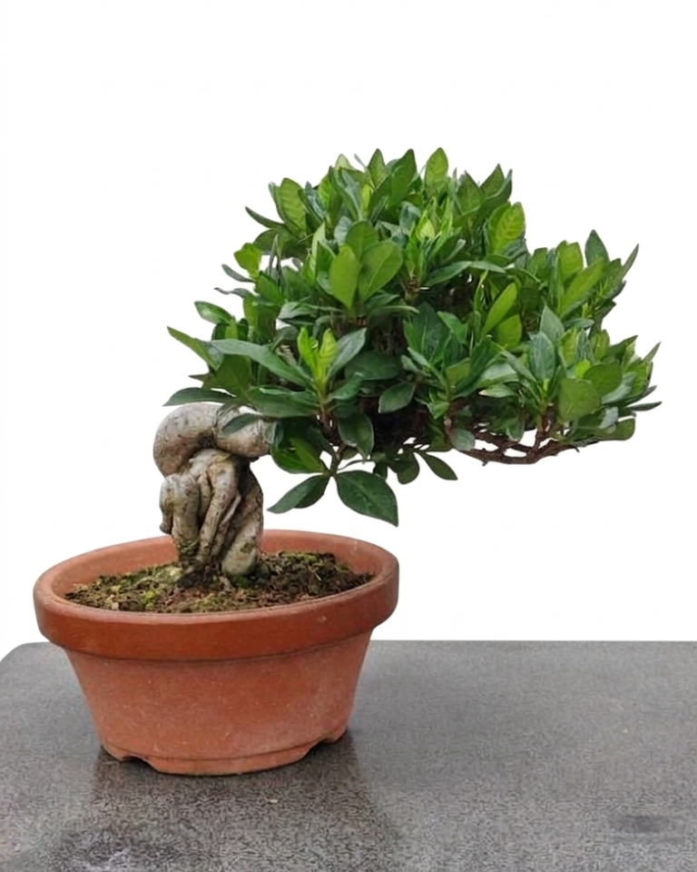 Gardenia jasminoides