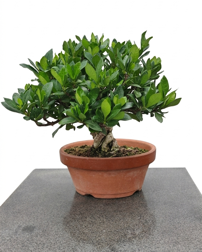 Gardenia jasminoides