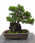 Juniperus chinensis var. Itoigawa