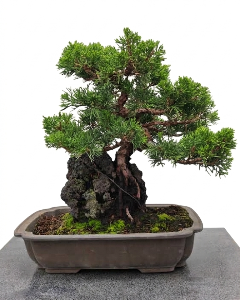 Juniperus chinensis var. Itoigawa
