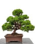 Juniperus chinensis var. Itoigawa