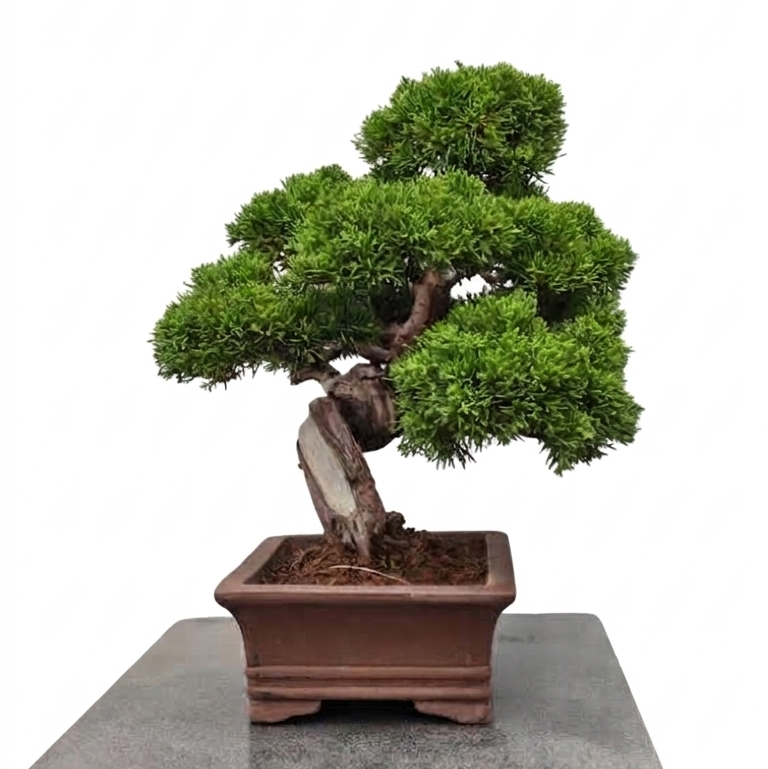 Juniperus chinensis var. Itoigawa